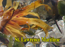 Digital Photography Workshop - St. Lawrence- Maritime, Tadoussac, Bergeronnes, Quebec