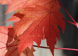 A Digital Photography Workshop on the theme Autumn Colours